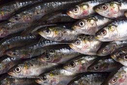 Image du Maroc Professionnelle de  Arrivée des sardines fraiches dans une conserverie à Agadir, ville située au sud du Maroc, Vendredi 23 Août 2002. (Photo / Abdeljalil Bounhar) 